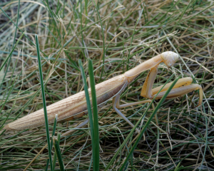 Stick Insect LVS00022